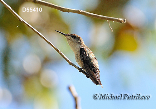 Vervain Hummingbird (Mellisuga minima)